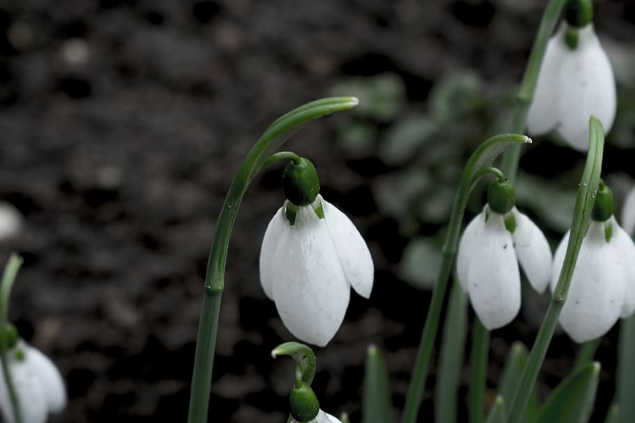 snowdrop, plant, nature, bloom, season, garden, blooms at, spring HD wallpaper
