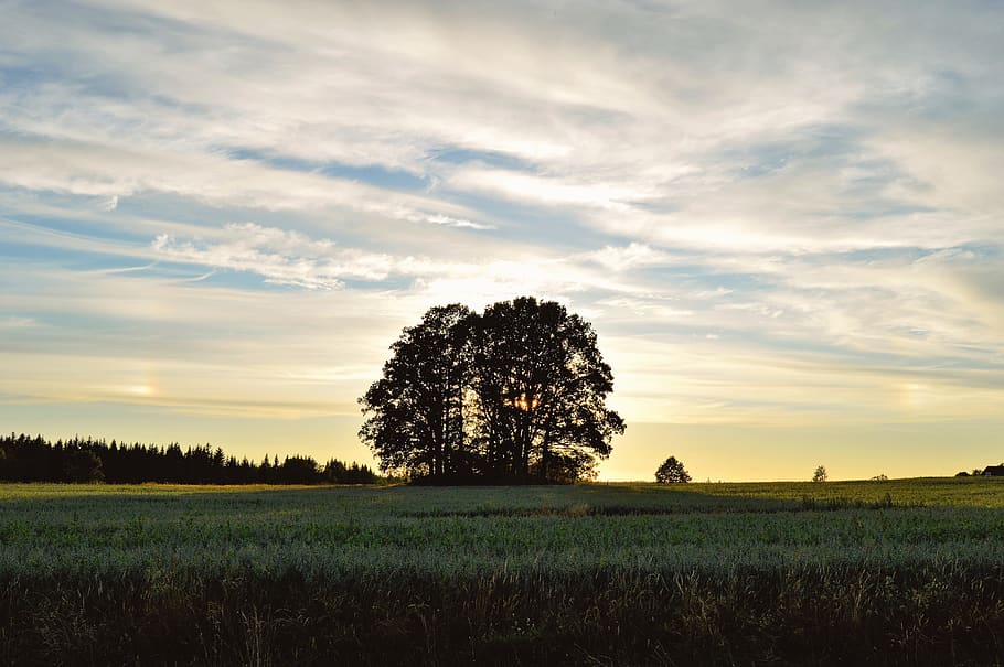 sweden, trees, forest, sunset, cloudy, sky, field, green, summer HD wallpaper