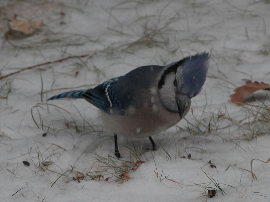 animal, bird, jay, blue jay, nature, outdoors, snow, bluebird HD wallpaper