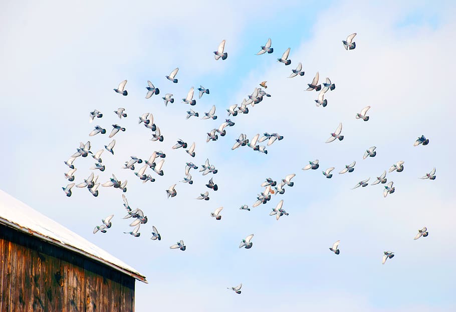 flight, barn, animal, feather, flying, wildlife, plumage, bird HD wallpaper