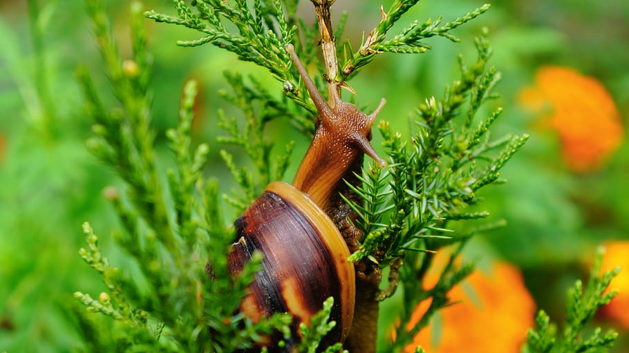animal, animal themes, plant, green color, animal wildlife HD wallpaper