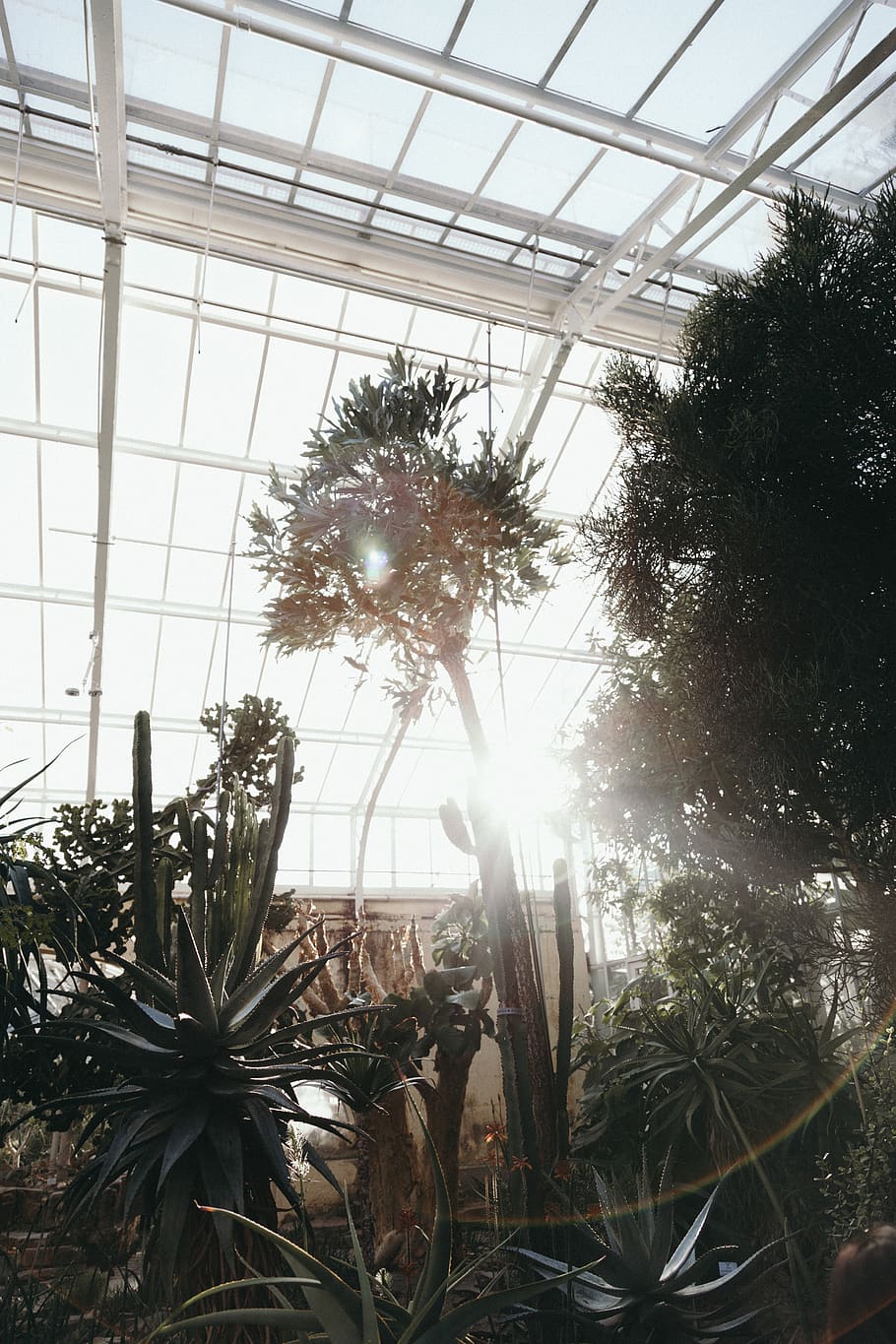 plant, flare, light, garden, cactus, window, nature, plants HD wallpaper