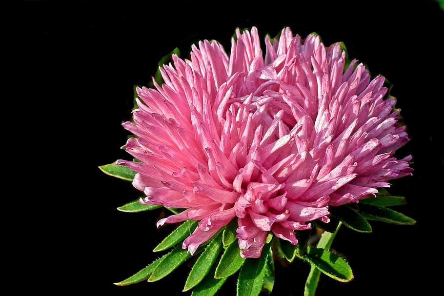 aster, flower, garden, macro, summer, pink, nature, the petals HD wallpaper