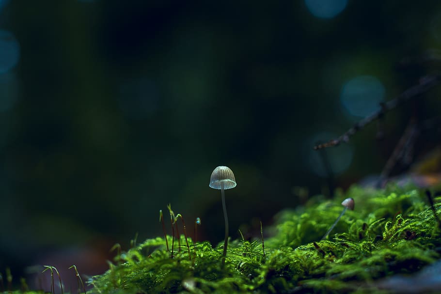 Shallow Focus Photography of White Plant, blurred background HD wallpaper