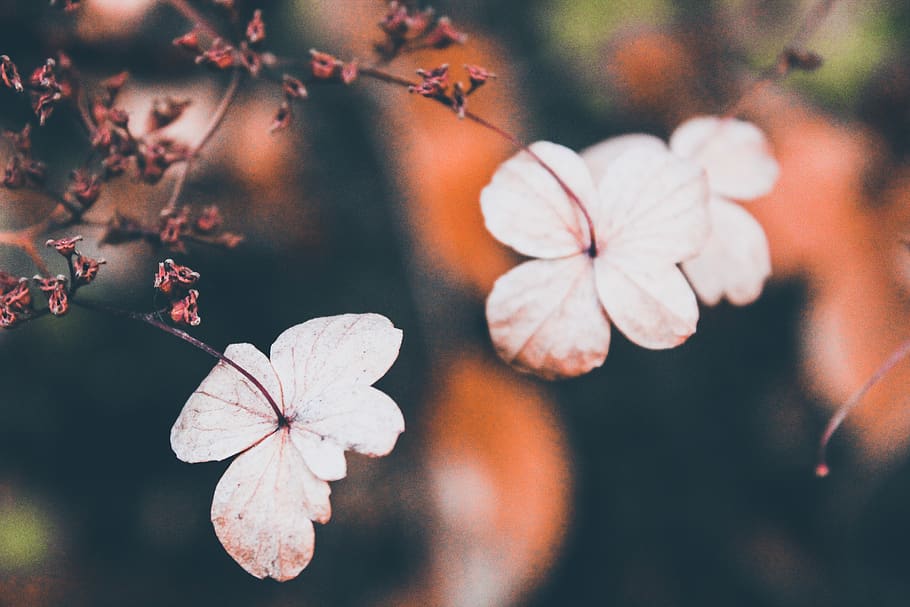 siora, autumn, orange, leaf, leaves, dead, flower, 4 petalled HD wallpaper