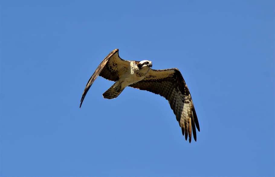 animal, bird, buzzard, hawk, vulture, osprey, accipiter, eagle