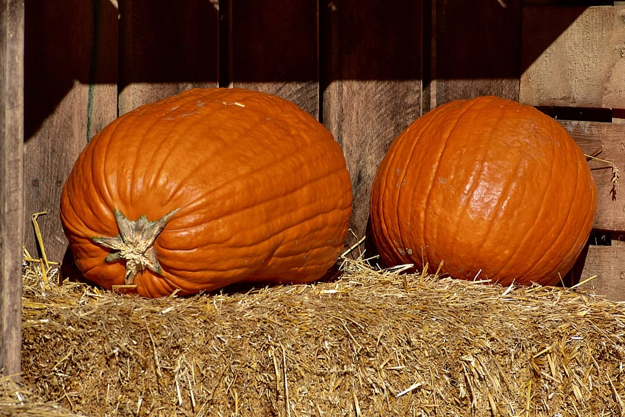 pumpkins, orange, hay, halloween, harvest, decoration, holiday HD wallpaper