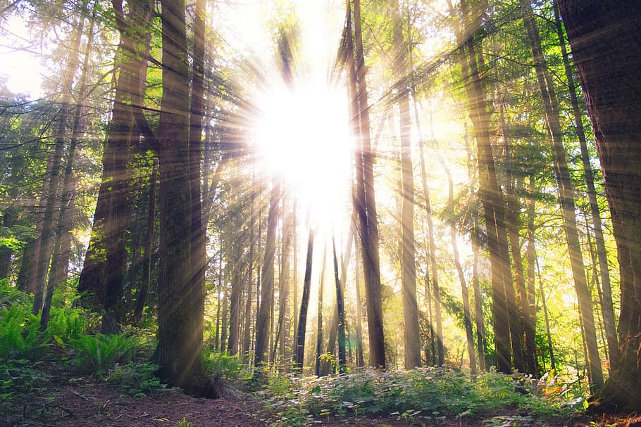 sun rays, sunlight, trees, forest, woods, nature, land, plant HD wallpaper