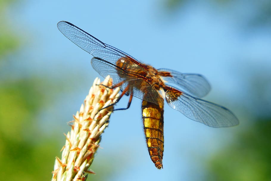 brown and black dragonfly, invertebrate, insect, animal, anisoptera HD wallpaper