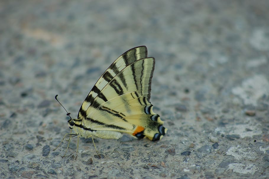 butterfly, ali, insect, nature, butterflies, summer, one animal HD wallpaper