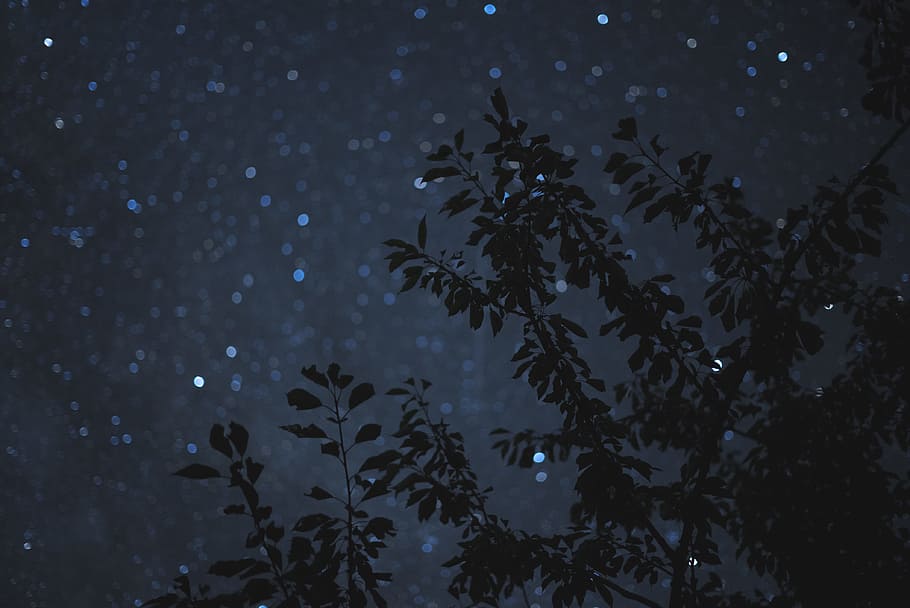 photo of leafed tree during night time, star, leaves, silhouette HD wallpaper