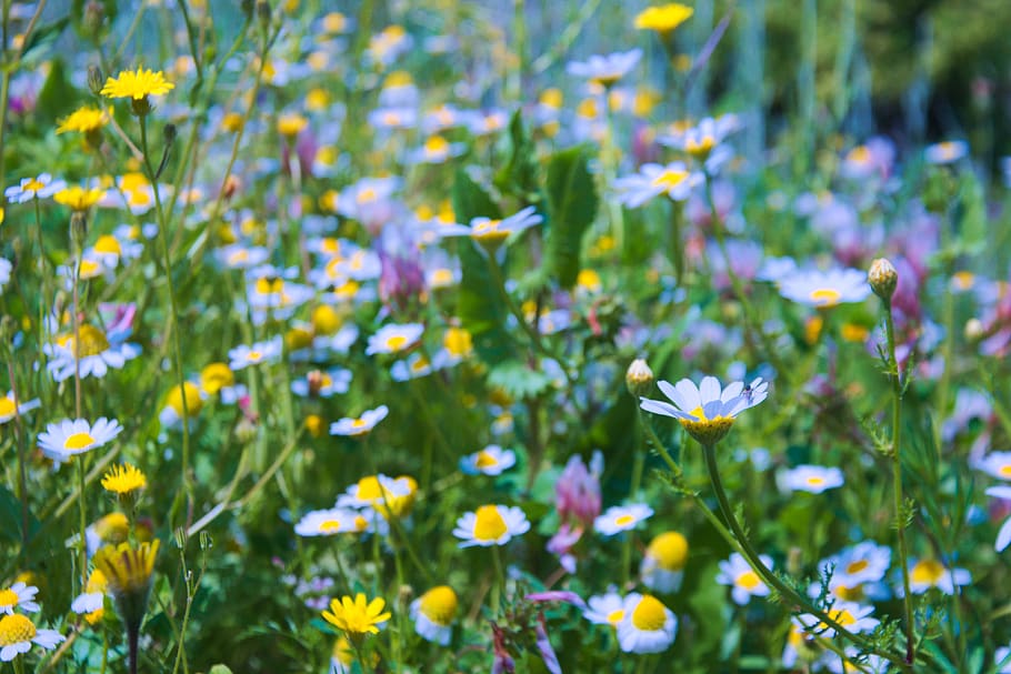 springtime, flowers, nature, blossom, garden, flora, bright HD wallpaper