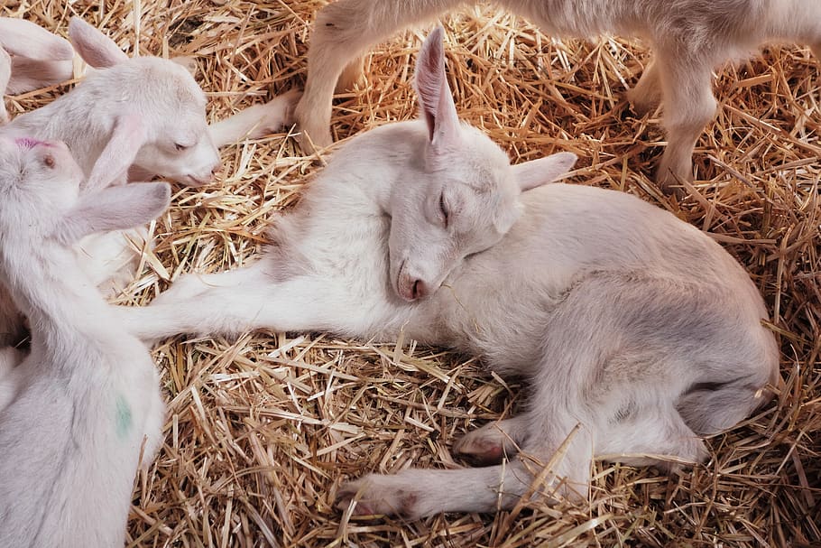 white lambs, goat, animal, mammal, amstelveen, amsterdam forest HD wallpaper