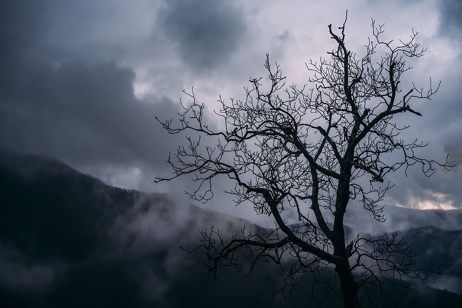 Silhouette of Bare Tree Photography, clouds, dark, dawn, dusk HD wallpaper