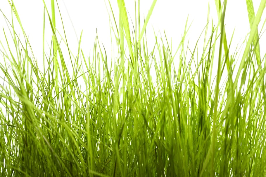 field, freshness, front, gardening, grass, green, growth, idyllic HD wallpaper