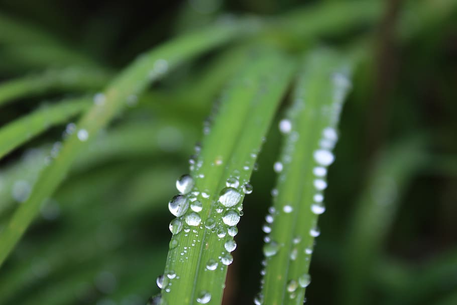 plant, raindrop, green, green color, growth, water, beauty in nature HD wallpaper