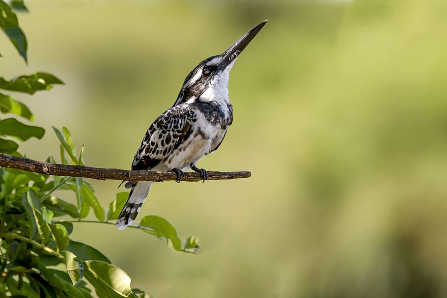 Hairy Woodpecker, animal, animal photography, avian, beak, beautiful