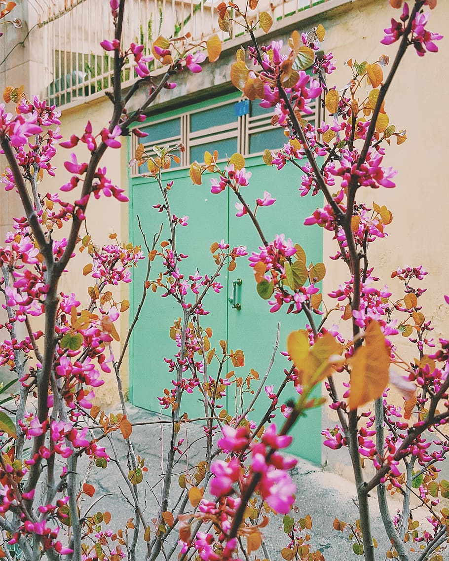 pink petaled flowers, flowering plant, pink color, built structure HD wallpaper