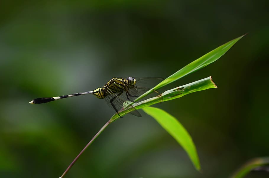dragonfly, green, forest, insect, nature, wings, summer, animal HD wallpaper