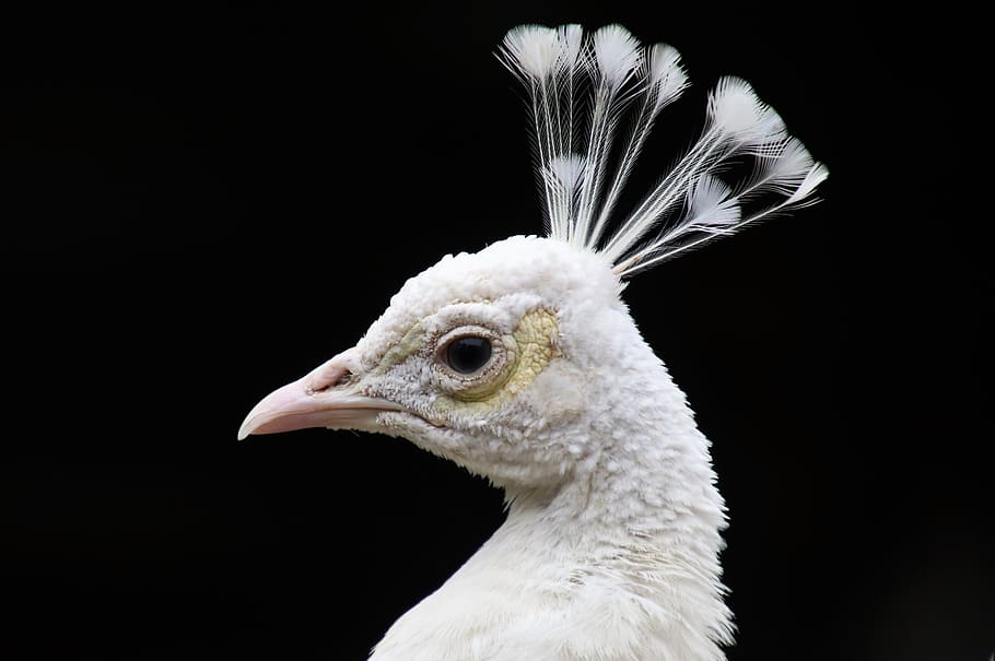 peacock, white, pen, bird, albino, beak, proud, feathers, animals