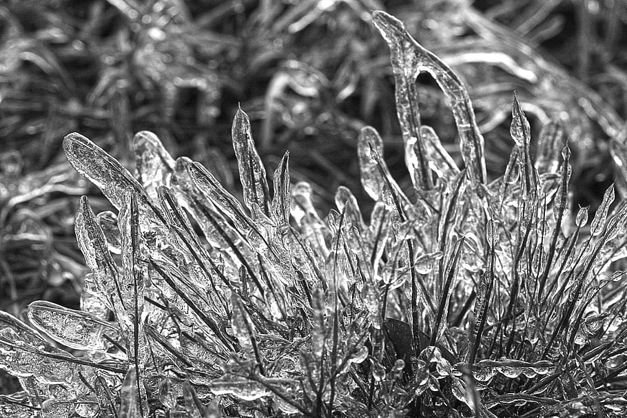macro, winter, ice, hoarfrost, cold, frozen, wintry, frosty HD wallpaper