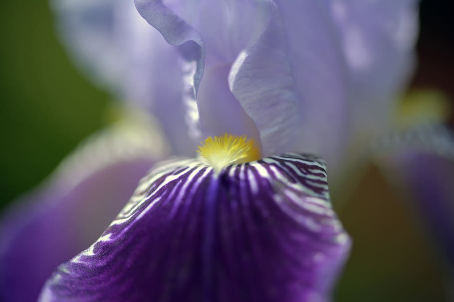 lily, blossom, bloom, flower, plant, garden, macro, flowering plant HD wallpaper