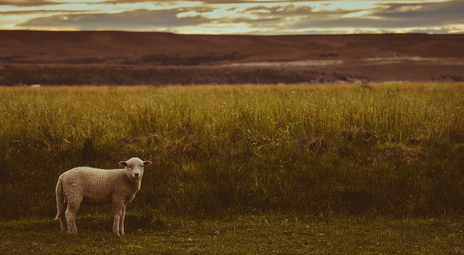 white sheep near the green grass, mammal, animal, nature, patagonia, HD wallpaper