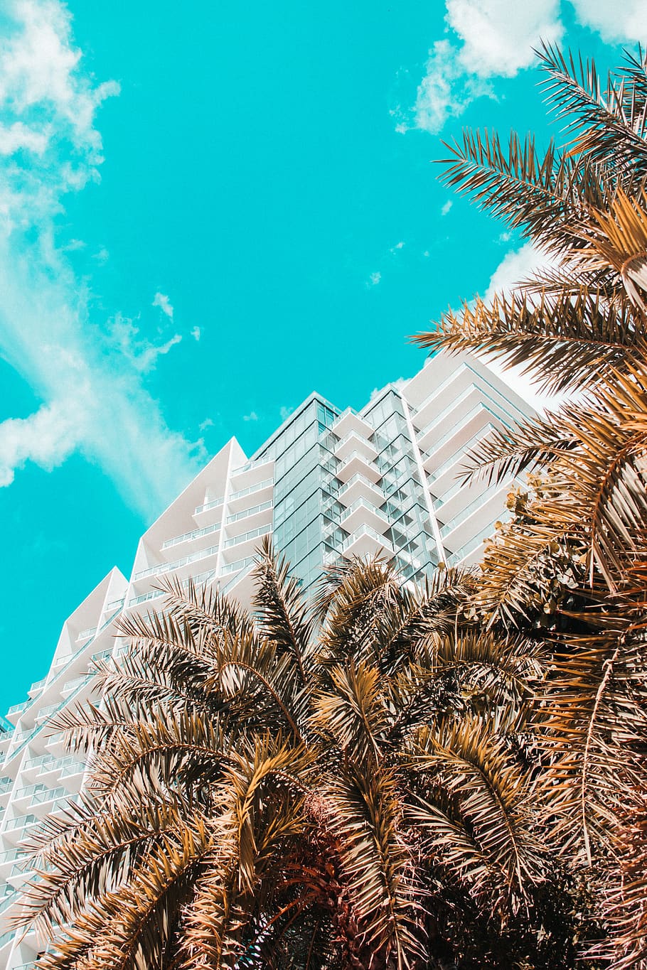 high-rise building during daytime, sky, palm tree, nature, tropical climate HD wallpaper