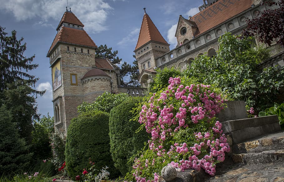 rose, architectural, castle, plant, architecture, built structure HD wallpaper