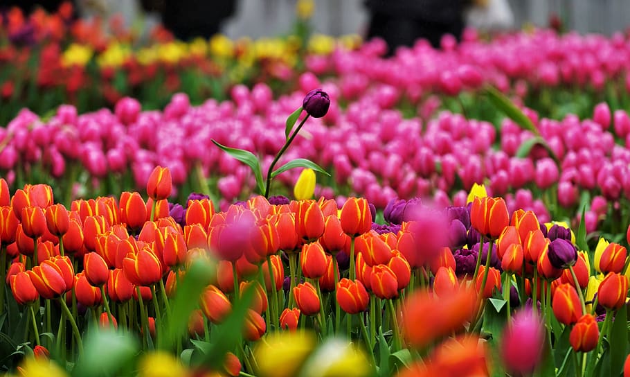 tulip flowers, flowering plant, growth, vulnerability, beauty in nature HD wallpaper