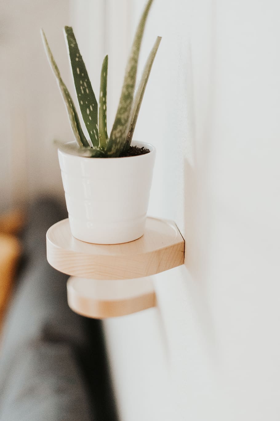 ale vera plant, indoors, potted plant, no people, close-up, growth HD wallpaper