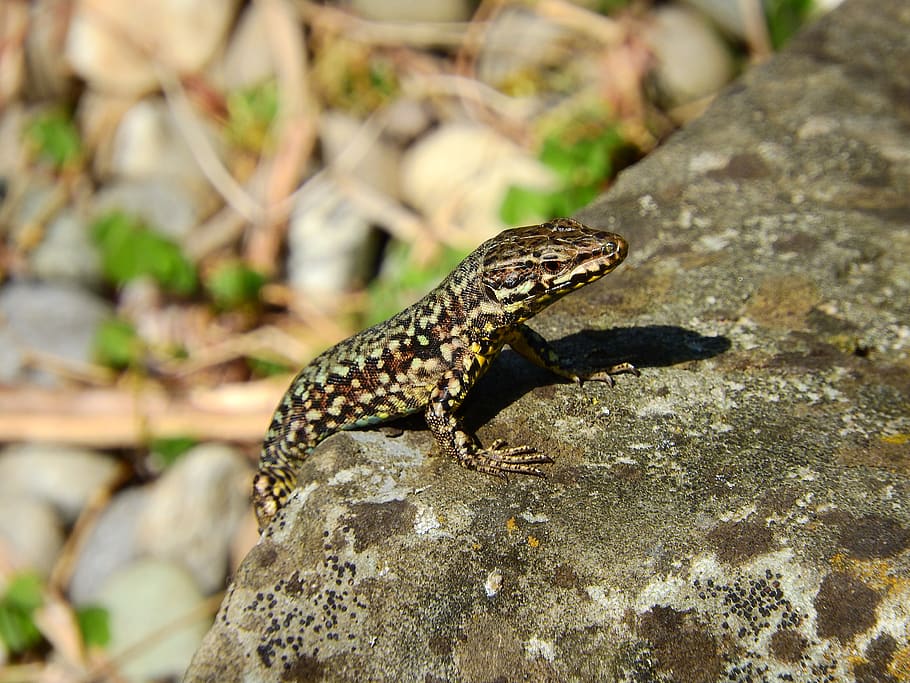 sand lizard, hir, stone, mainau, green, animal world, creation HD wallpaper