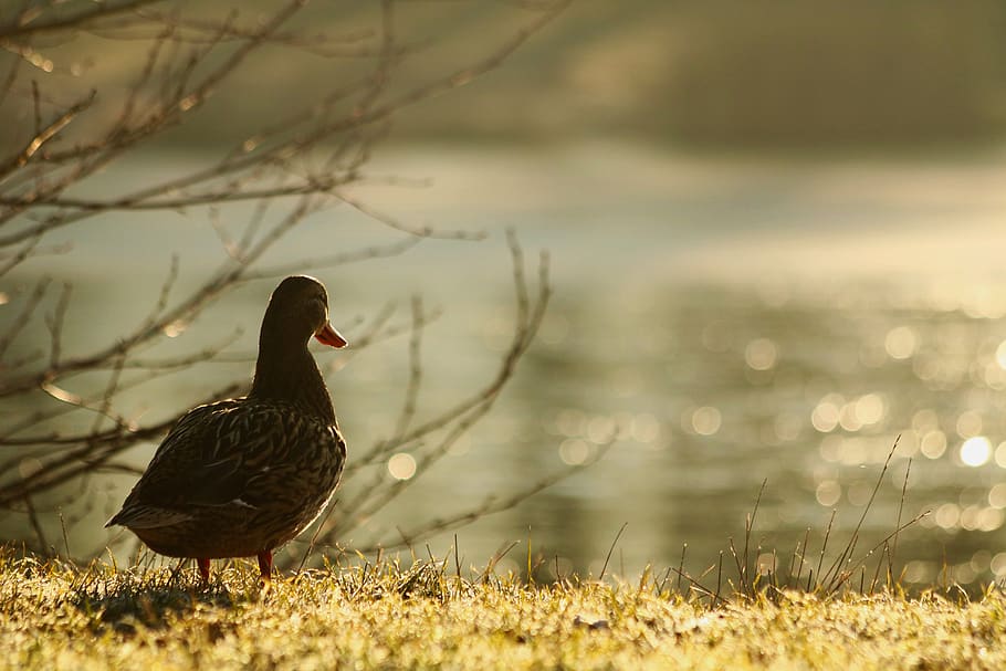 duck, bird, water, surface, morning, atmosphere, pond, spring HD wallpaper