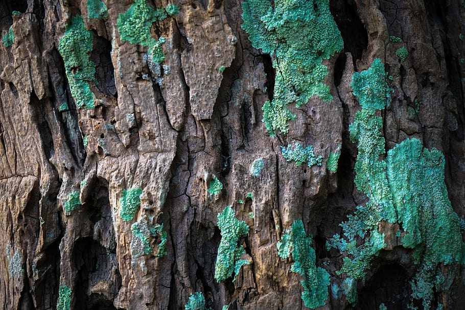 textures, trees, abstract, mushrooms, nature, cool, background HD wallpaper