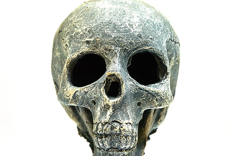 dry head, skeleton, horror, death, die, dead, bone, skull, bones HD wallpaper