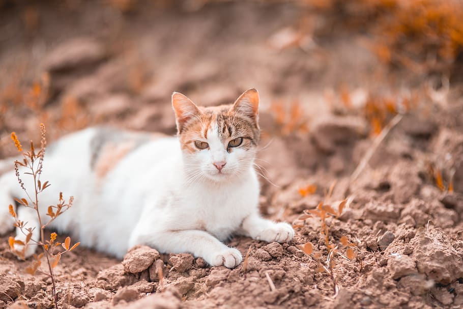 white and brown cat, domestic, pets, mammal, animal themes, one animal HD wallpaper