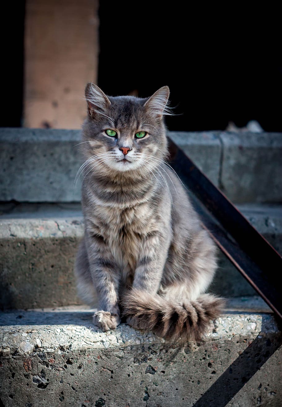 cat, animals, pet, view, views, eyes, domestic, pets, domestic animals HD wallpaper