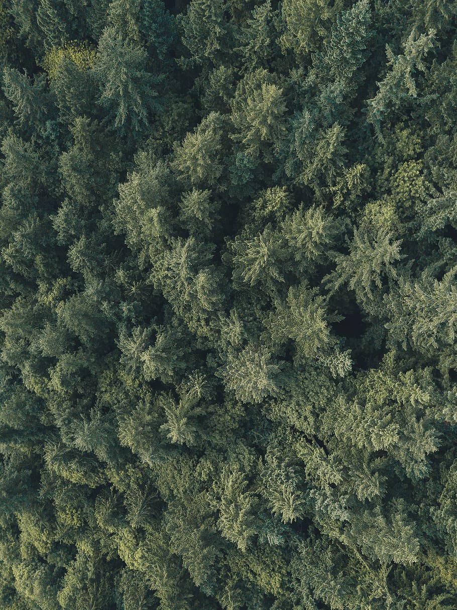 aerial photography of green trees, forest, pine, topdown, aerial view