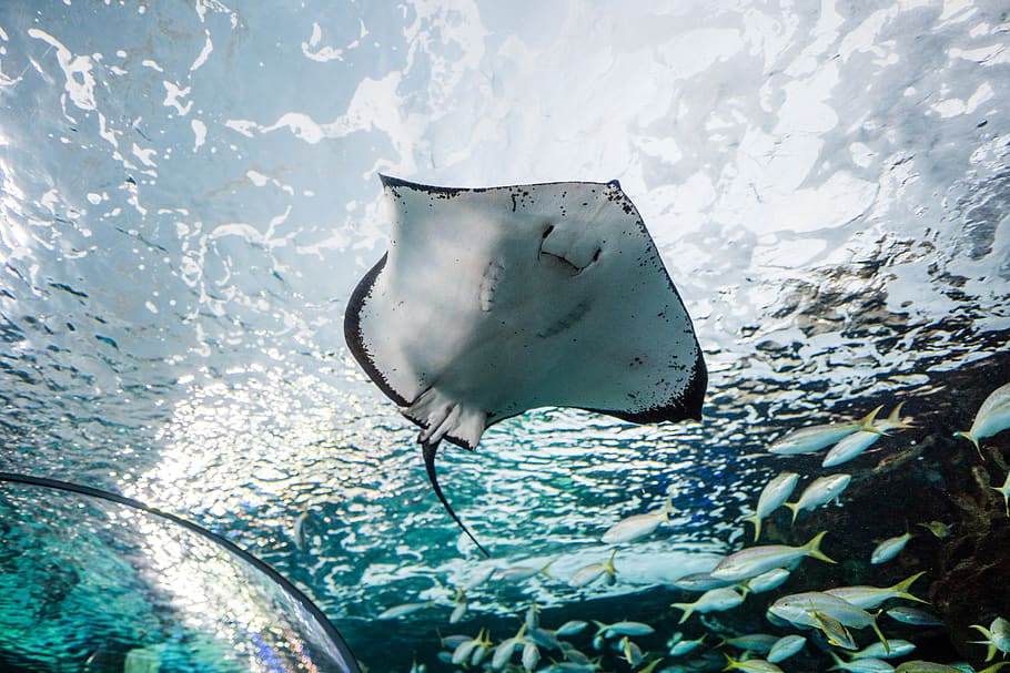 manta ray above shoal of fish, animal, sea life, automobile, car