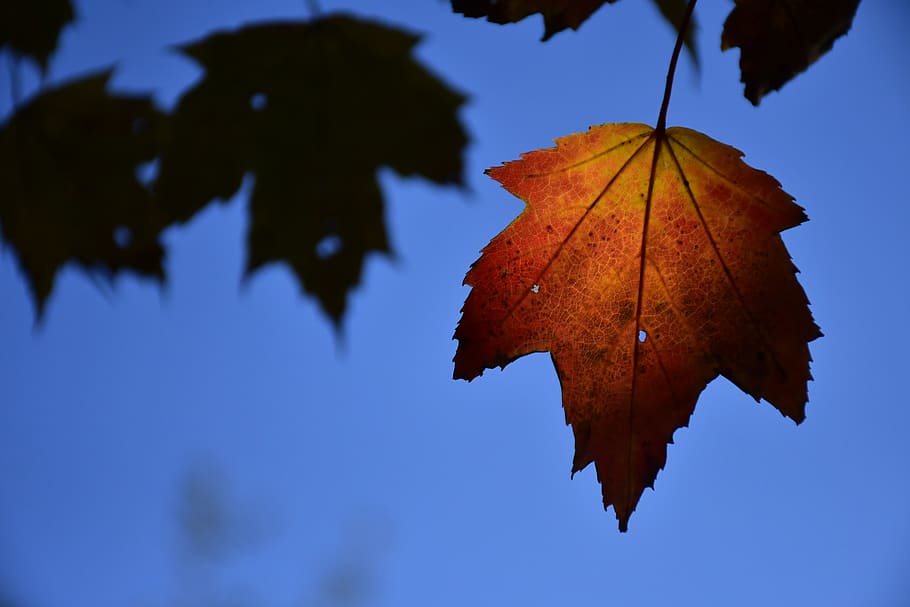 maple leaf, plant part, autumn, nature, change, close-up, leaf vein HD wallpaper