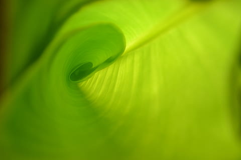 leaf, green, grow, line, arch, curved, bananas, banana leaves HD wallpaper