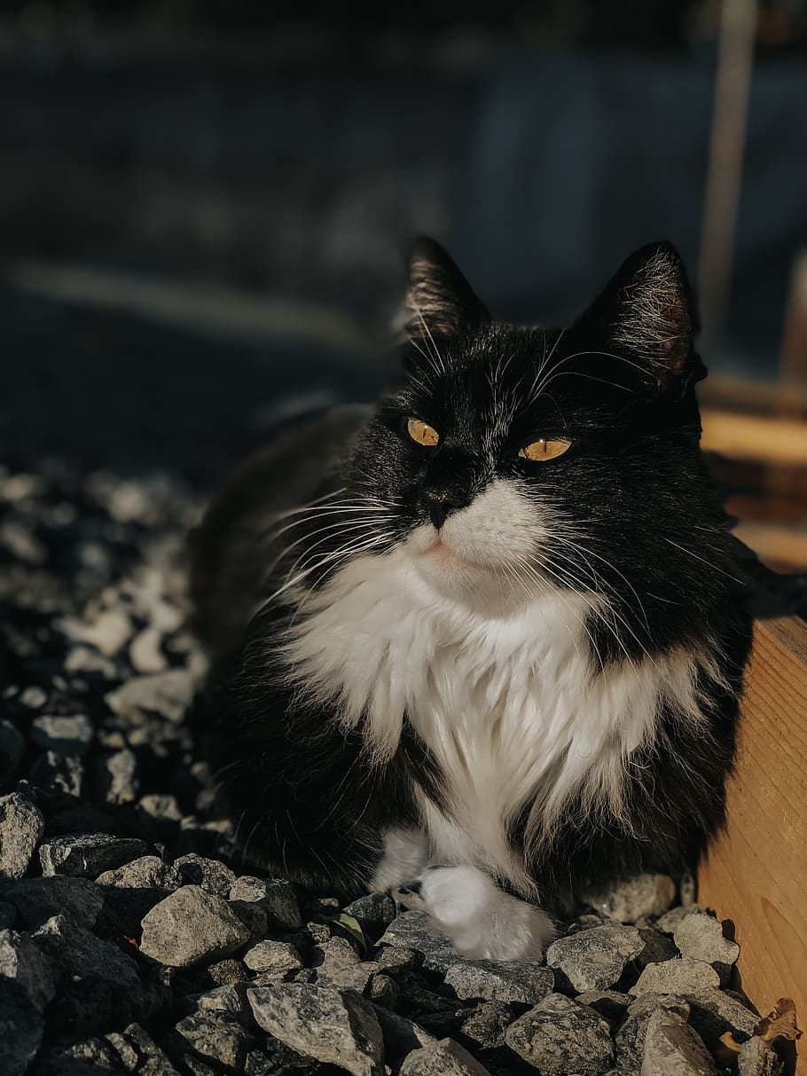 sweden, domestic, pets, one animal, domestic animals, animal themes HD wallpaper
