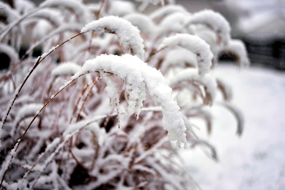 snow, winter, snowfall, snowy, grasses, nature, cold, wintry HD wallpaper