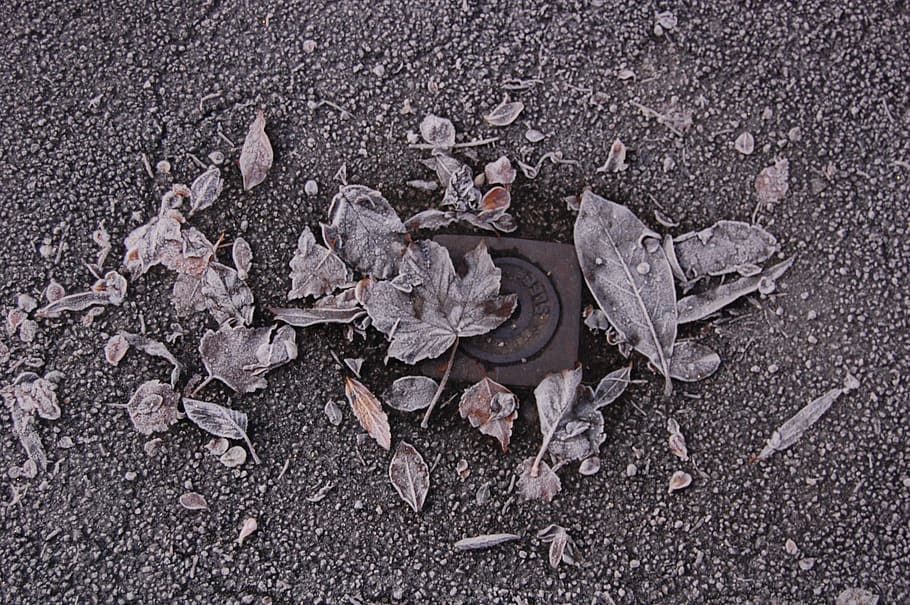winter, gel, leaf, bitumen, cold, city, nature, no people, street HD wallpaper