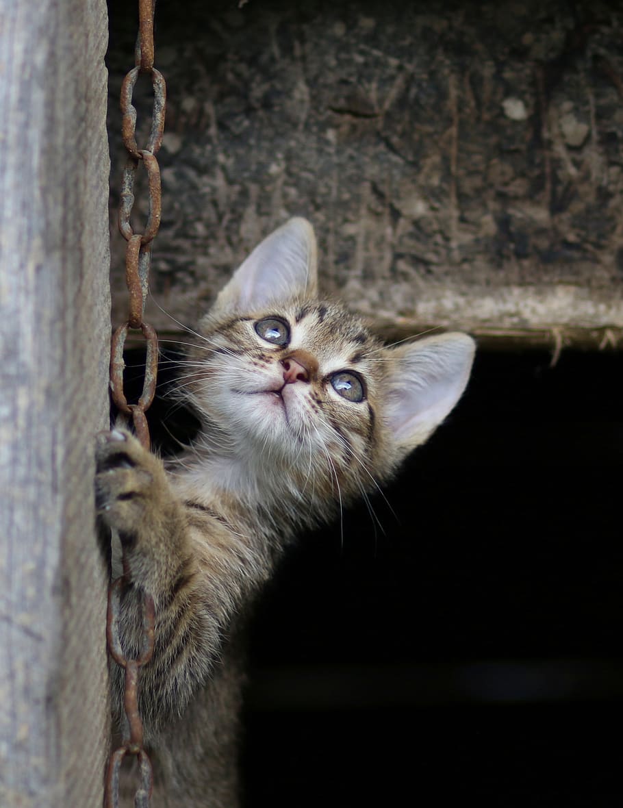 cat, small, animals, play, domestic cat, feline, pets, mammal HD wallpaper