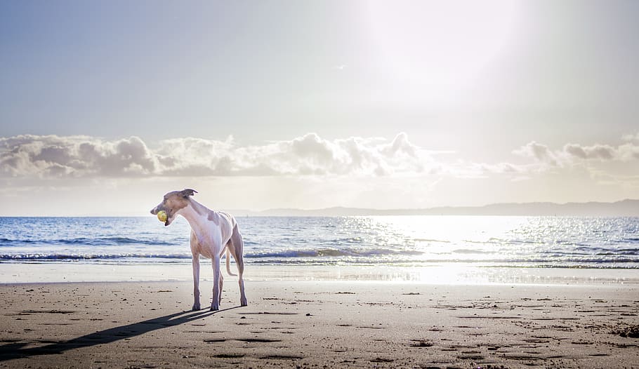 White Dog on Shore, animal, ball, beach, clouds, horizon, leisure HD wallpaper