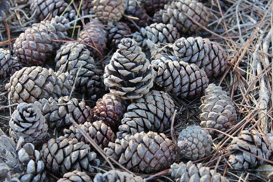 pineapples, detail, autumn, needles, conifer, nature, no people HD wallpaper