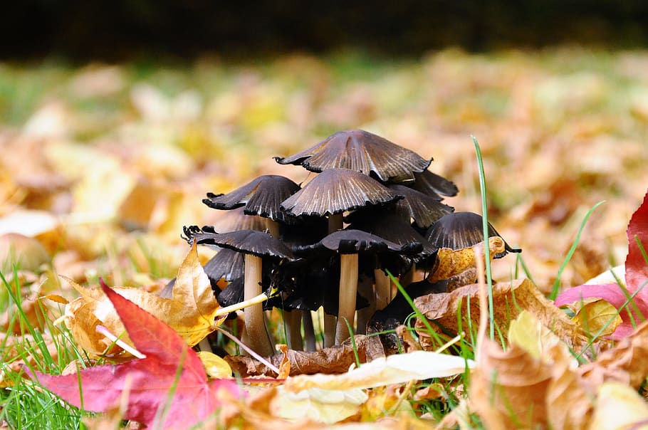 fungus, undergrowth, fall, leaves, forest, foam, foliage, toxic HD wallpaper
