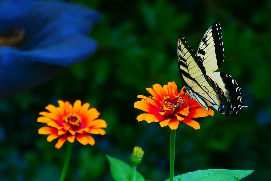 Picture of black and yellow swallowtail butterfly resting on a zinnia flower., HD wallpaper