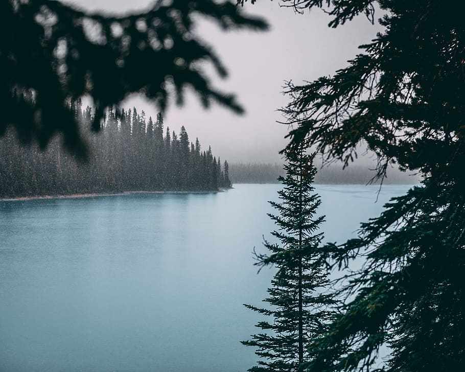 green-leafed tree near body of water, lake, landscape, foliage HD wallpaper